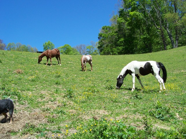 Some of the mares